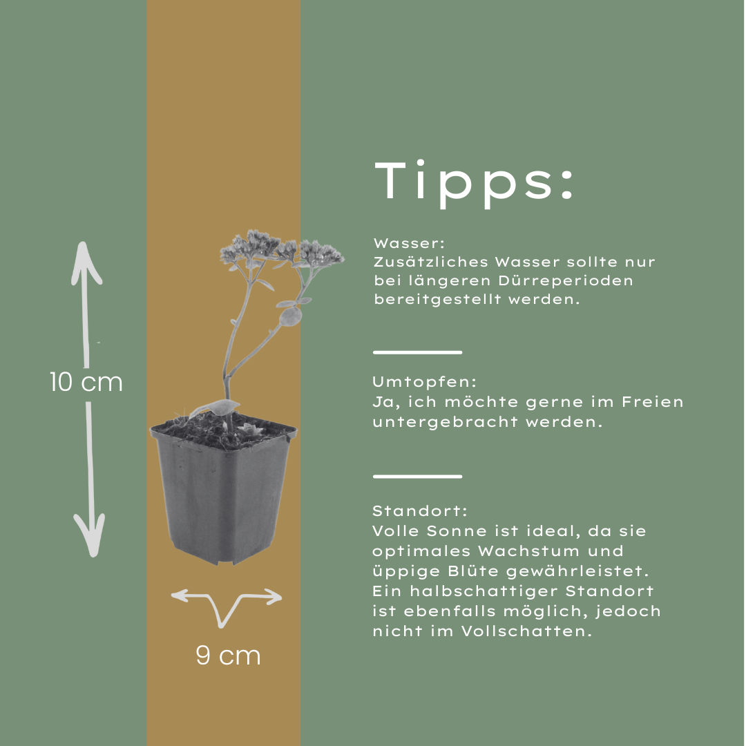 6x Sedum 'Matrona' - ↕10-25cm - Ø9cm
