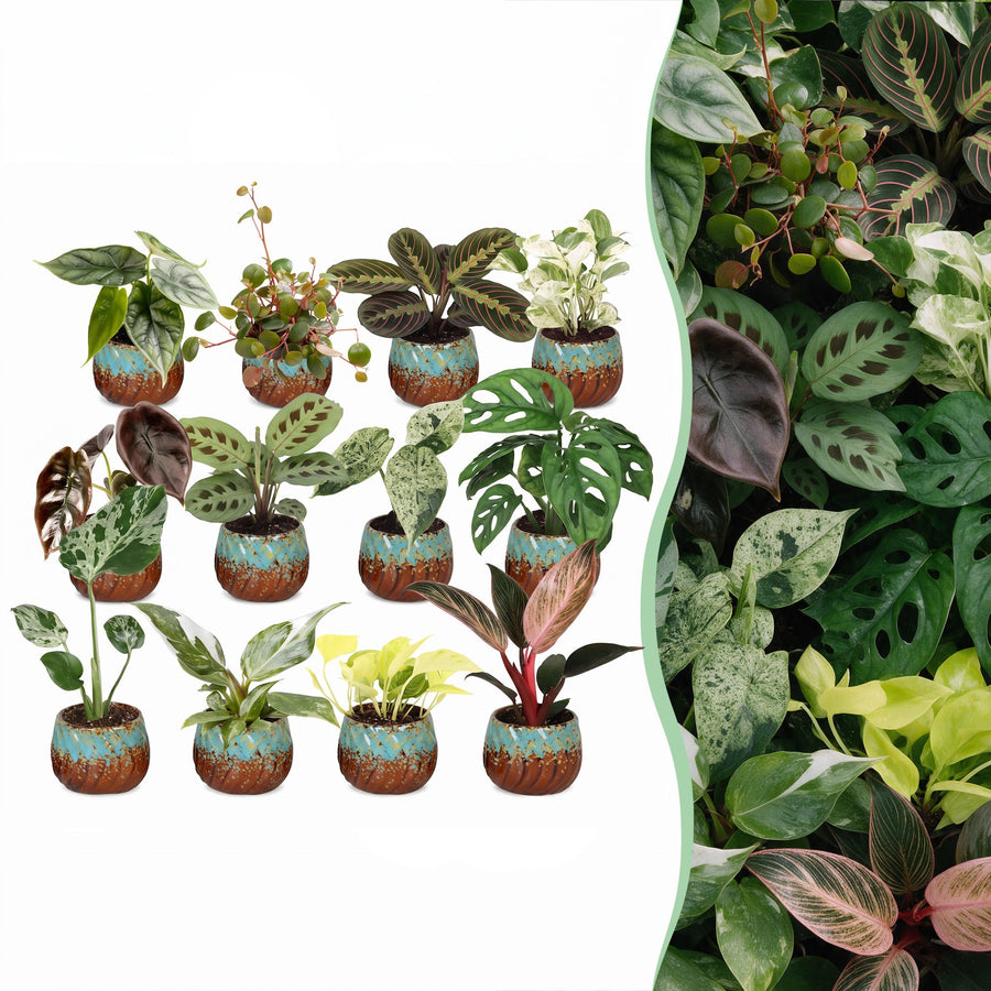 12 Baby Plants Surprise Box tropical plants in Ø6cm pots