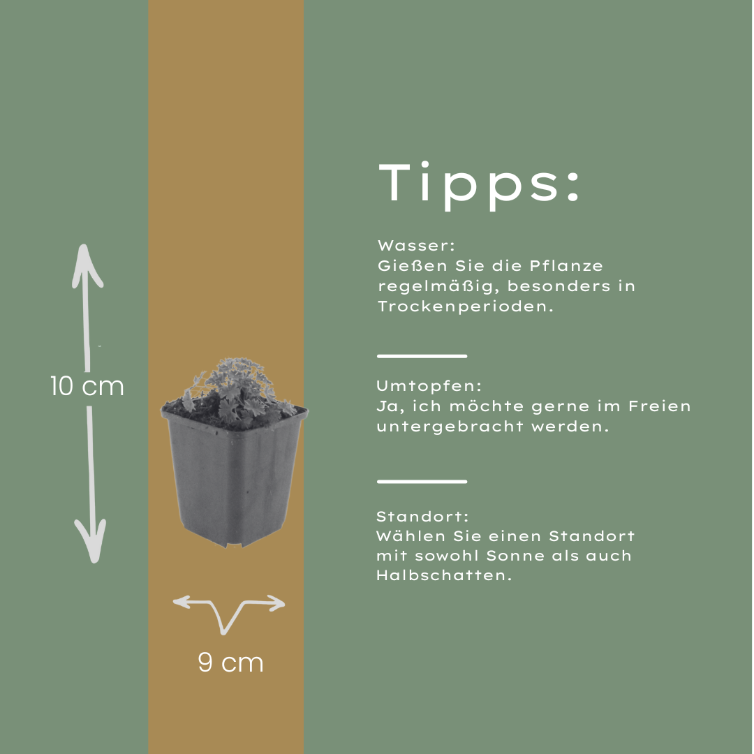 60x Geranium cin. 'Ballerina' - ↕10-25cm - Ø9cm