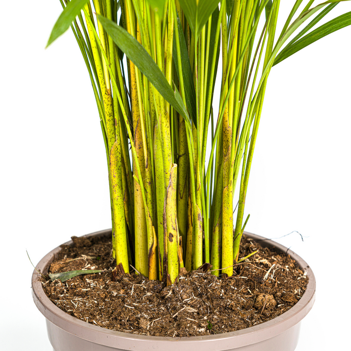 Dypsis Areca Lutescens 120-140cm — Areca Palm in 24cm pot, with basket