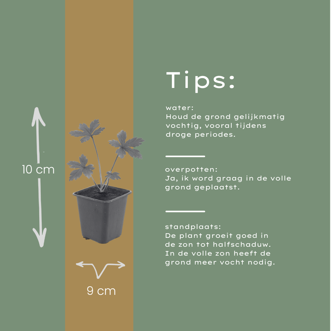 6x Astrantia major - ↕10-25cm - Ø9cm