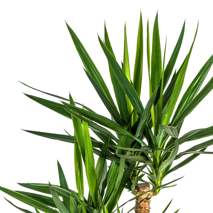 Yucca Elephantipes Branched 80-100cm - Spineless Indoor Plant 24cm