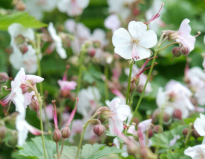 Geranium Biokovo Groundcover Plants - Pink White Flowers 9cm Pots