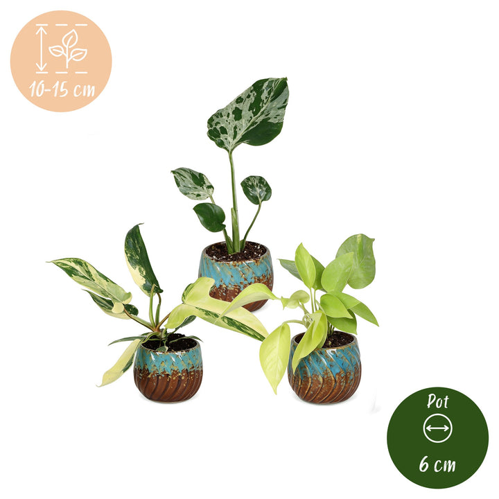 Baby Tropical Mix, three tropical houseplants in growing pots, image 5