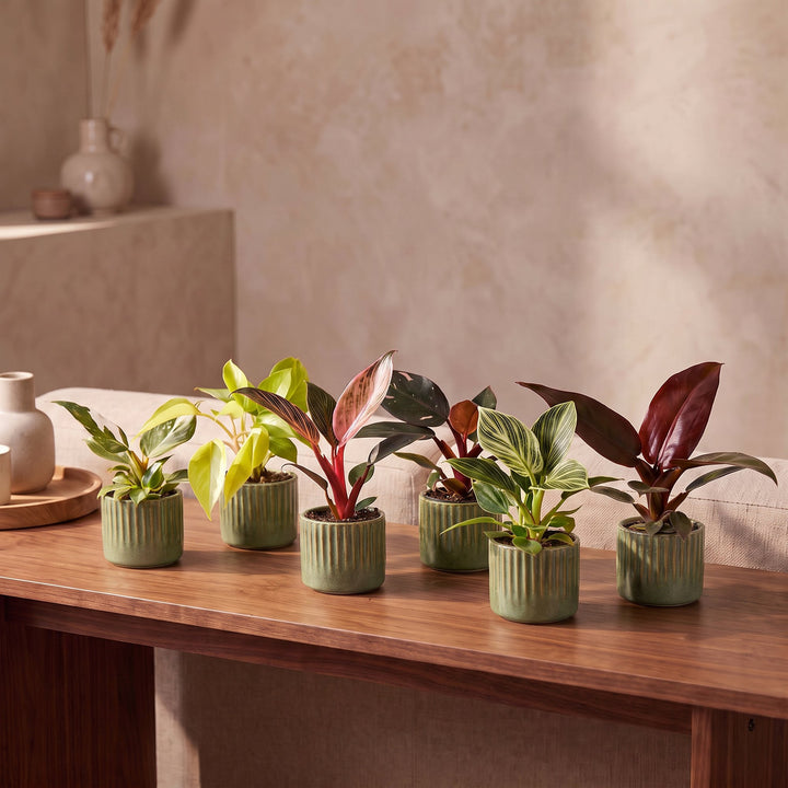 Baby Philodendron Family, pack of 6 tropical houseplants in Ø6cm pots, image 3