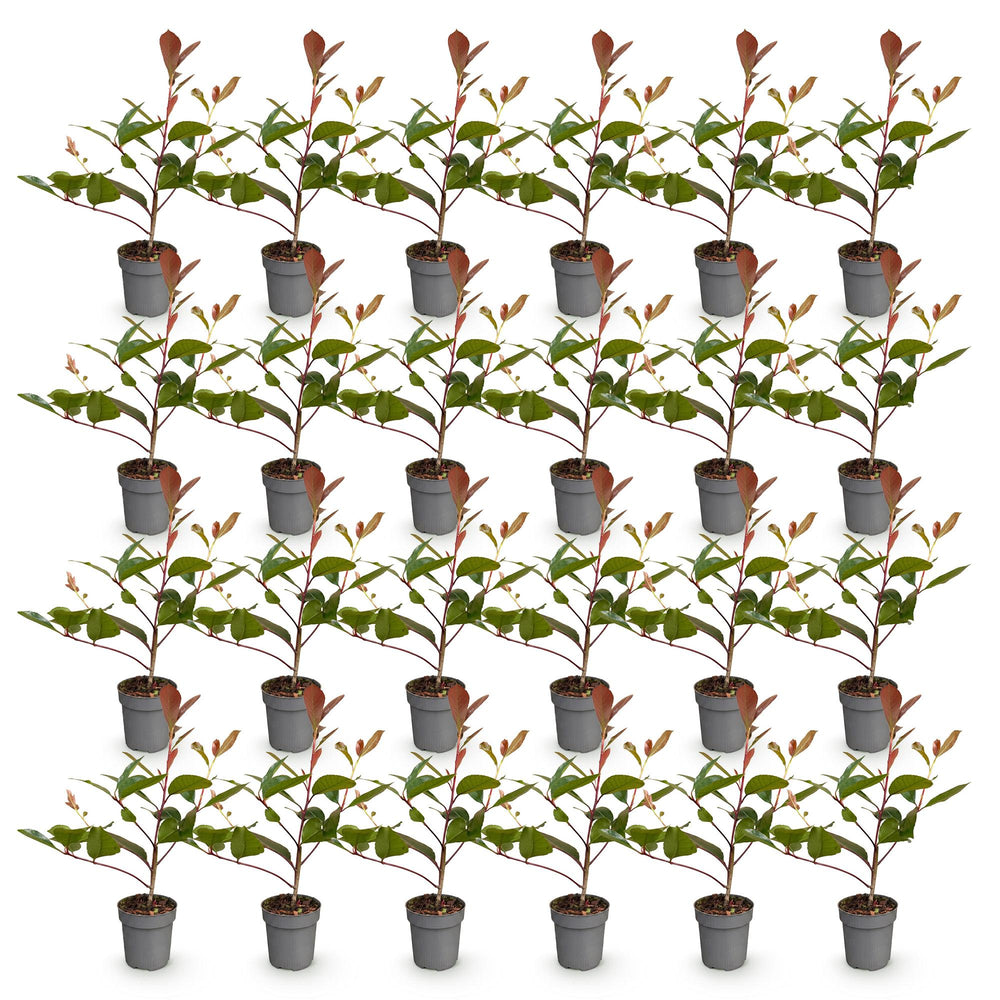 24 Photinia fraseri Red Robin hedging plants in 9cm pots - view 2