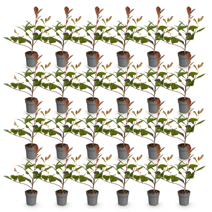 24 Photinia fraseri Red Robin hedging plants in 9cm pots - view 2