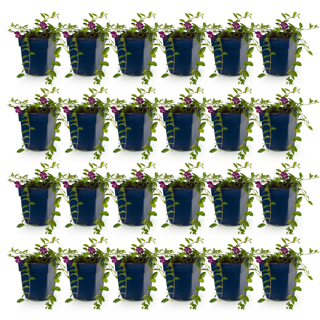 Pack of 24 Vinca minor 'Atropurpurea' lesser periwinkle plants in 11cm pots - view 2