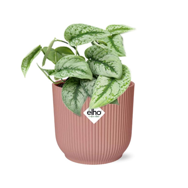 Satin Pothos Trebie (Scindapsus pictus 'Trebie') in a pink ELHO Vibes pot, view 2