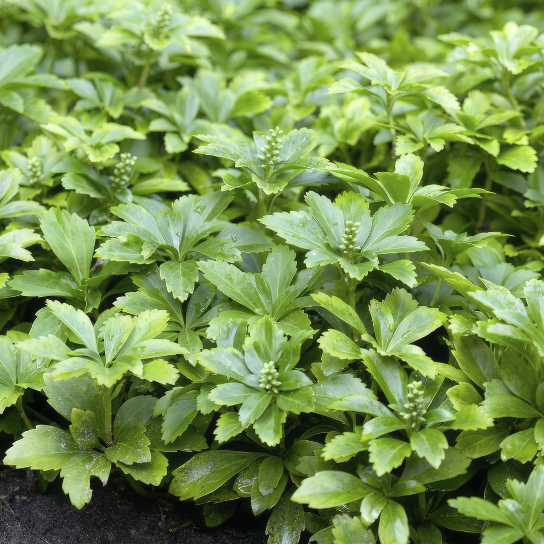 48x Pachysandra Green Carpet - Evergreen Ground Cover - 10-25cm