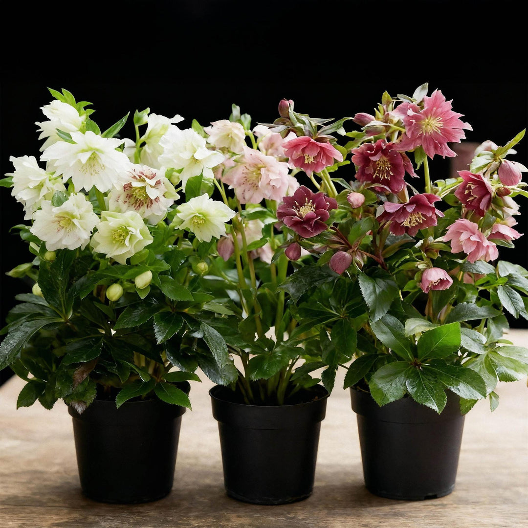 3x Helleborus orientalis 'Double Ellen' mixed colours Lenten Rose in 14cm pots - view 5