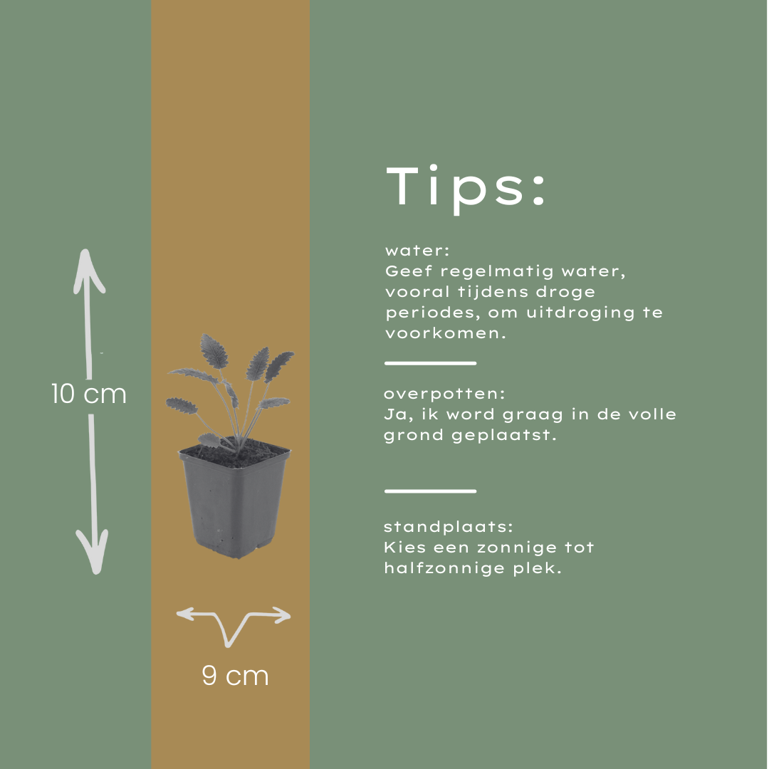 24x Sanguisorba o. 'Tanna' - ↕10-25cm - Ø9cm