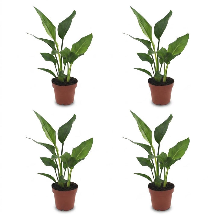 Strelitzia Reginea - Bird of Paradise - 4 Plants - Pot 12cm - Height - 35cm