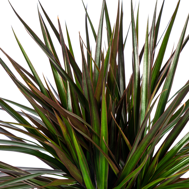 Dracaena Marginata Magenta 130-150cm — Madagascar Dragon Tree in 24cm pot, with basket