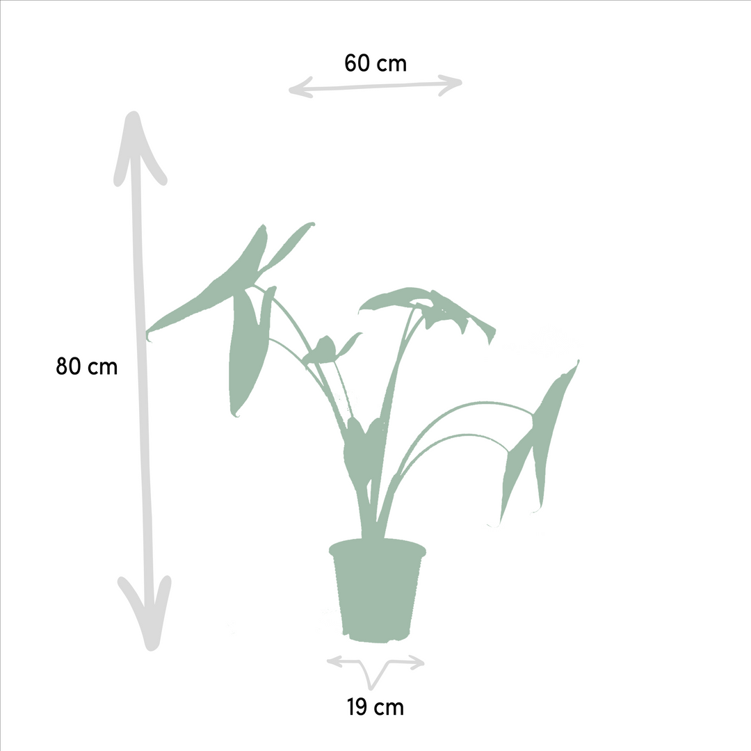 Alocasia Zebrina Plant - Zebra Striped Stems Indoor Houseplant 75cm