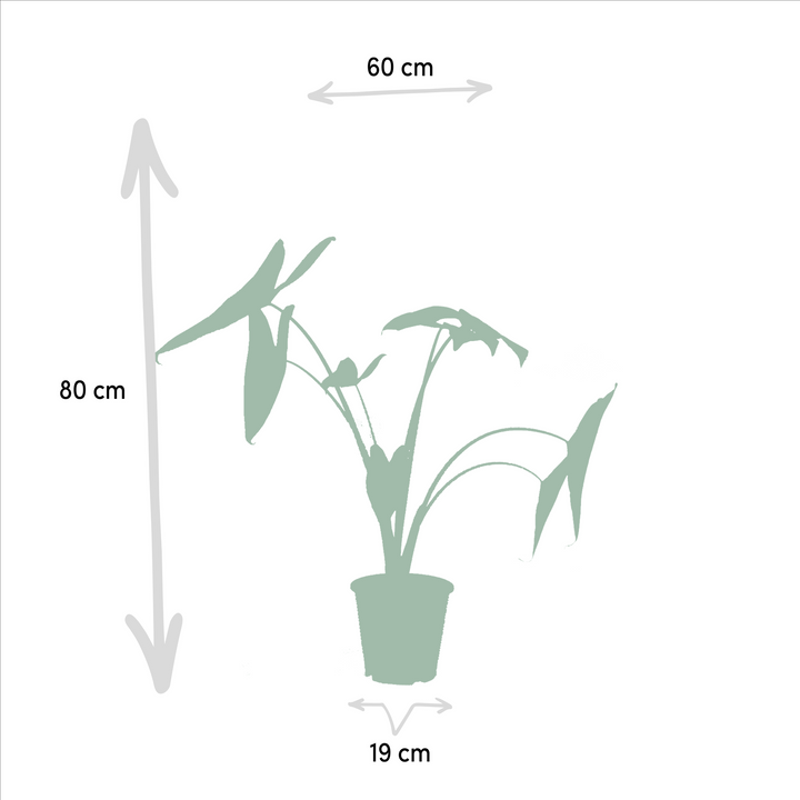 Alocasia Zebrina Plant - Zebra Striped Stems Indoor Houseplant 75cm
