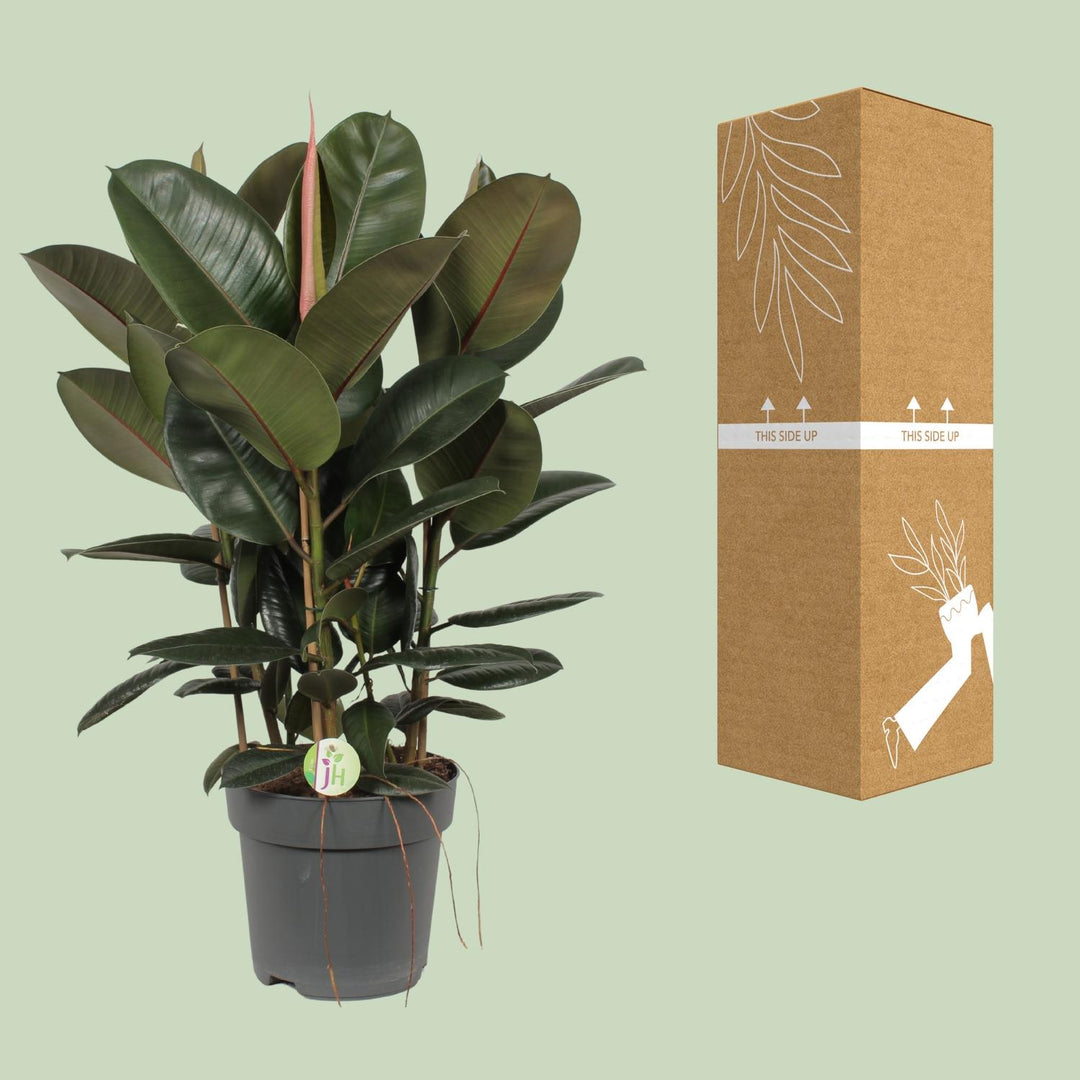 Large Ficus Robusta rubber plant in a decorative pot, ideal for low light indoor spaces, by Everspring.