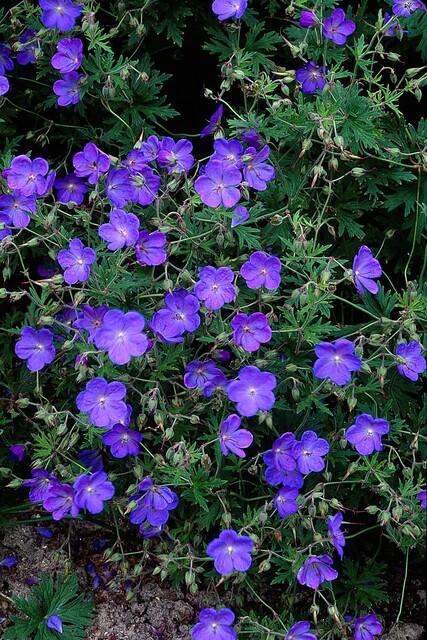 48x Geranium 'Johnson's Blue' - ↕10-25cm - Ø9cm