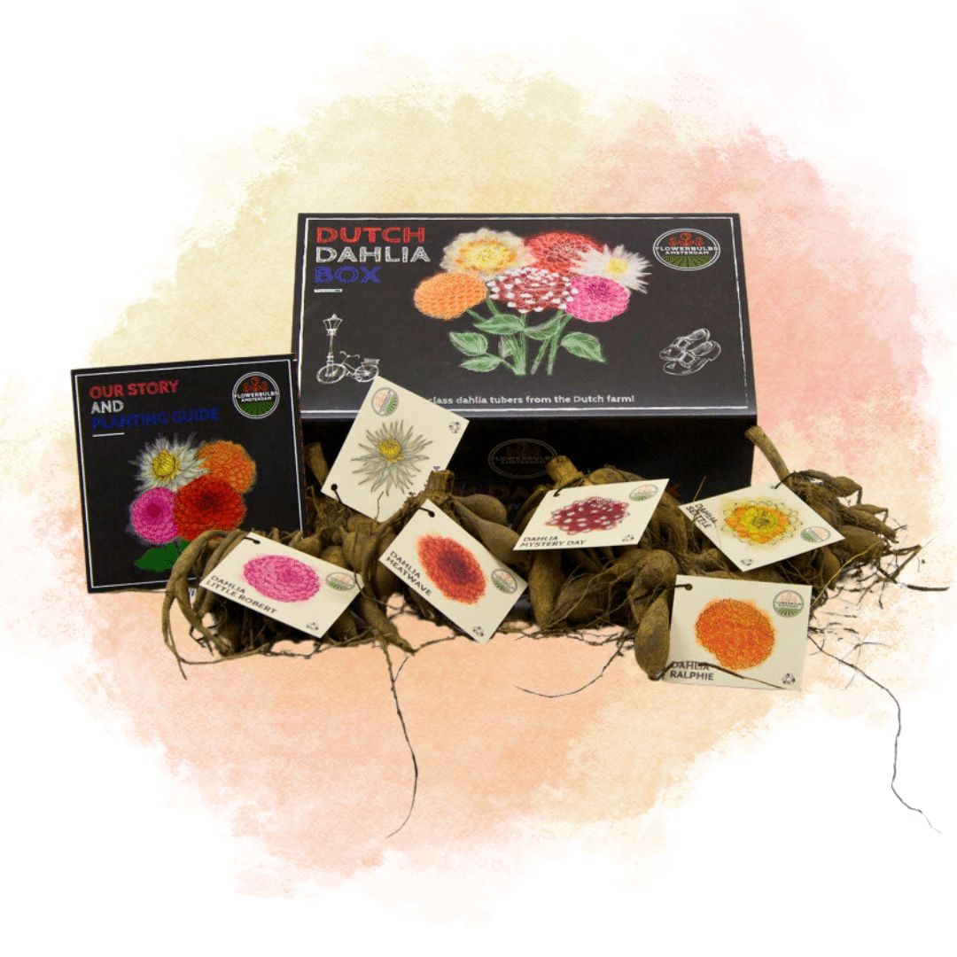 Flowerbulbs Amsterdam - Luxury Box Large, set of 6 Dutch dahlias, 2 boxes for over 2 m²