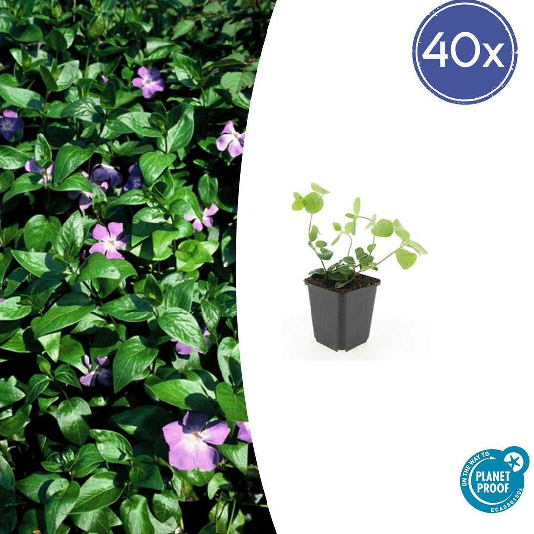 40x Vinca Major Plants - Evergreen Ground Cover - 10-25cm - 9cm Pot