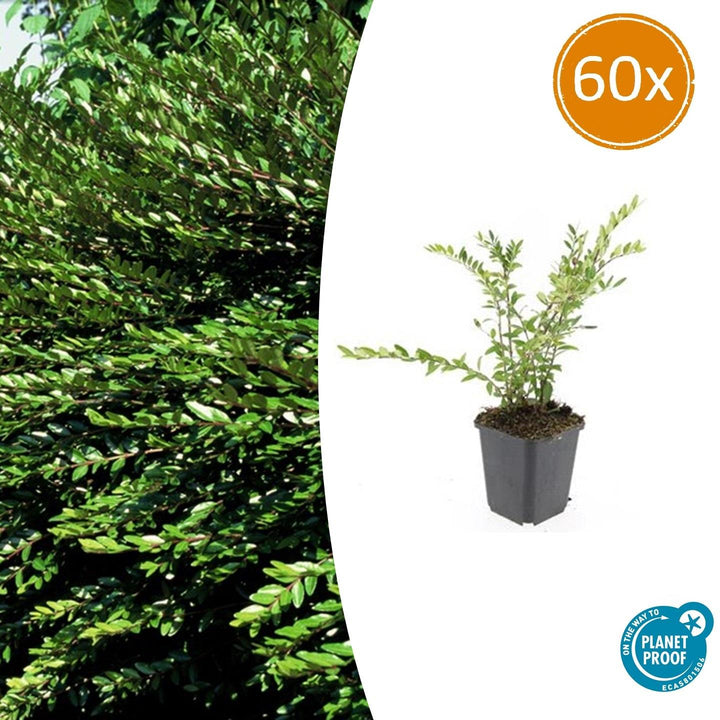 60x Lonicera Pileata Evergreen Ground Cover - 10-25cm - Ø9cm
