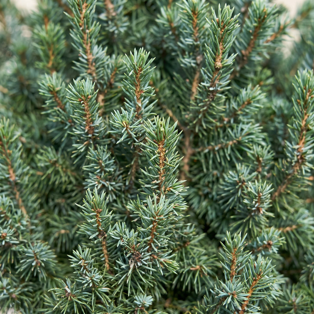 Pack of 2 potted blue dwarf spruce Christmas trees, 60cm in 23cm pots - view 4
