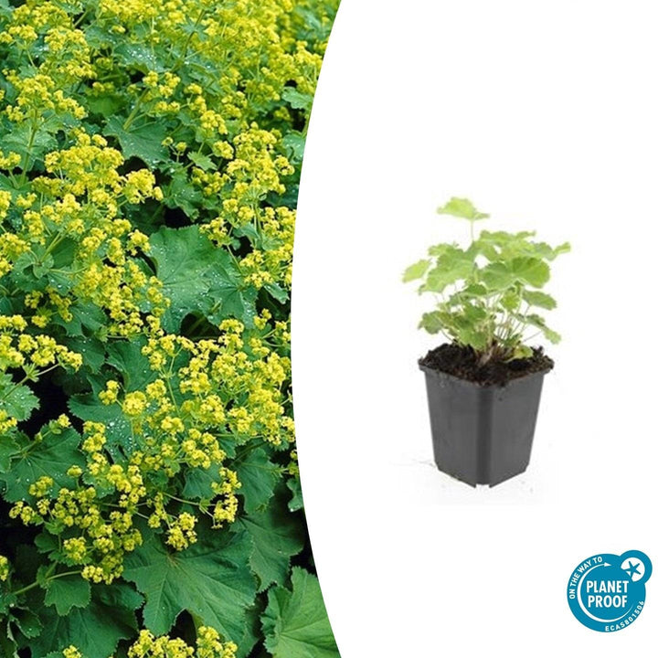 48x Alchemilla mollis Lady's Mantle - 9cm Pot - 10-25cm Height
