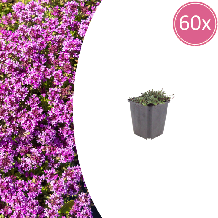 60x Thymus praecox 'Coccineus' - ↕10-25cm - Ø9cm