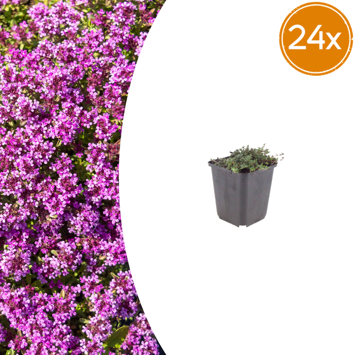 Thymus praecox 'Coccineus' red creeping thyme in 9cm pots, 24-pack ground cover