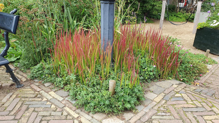 Imperata Cylindrica Red Baron - Japanese Blood Grass Plants