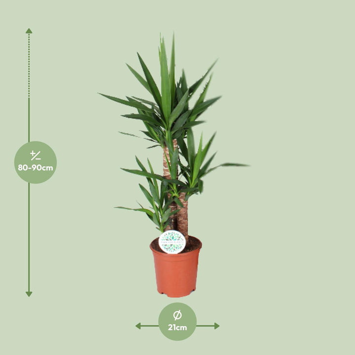 Yucca Plant: Elegant 90cm Tall, Ø21cm Pot – Low Maintenance & Striking!