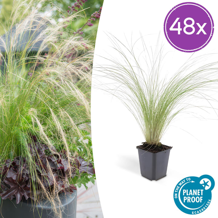 Stipa Tenuissima 'Ponytails' 48 Pack - Mexican Feather Grass 9cm