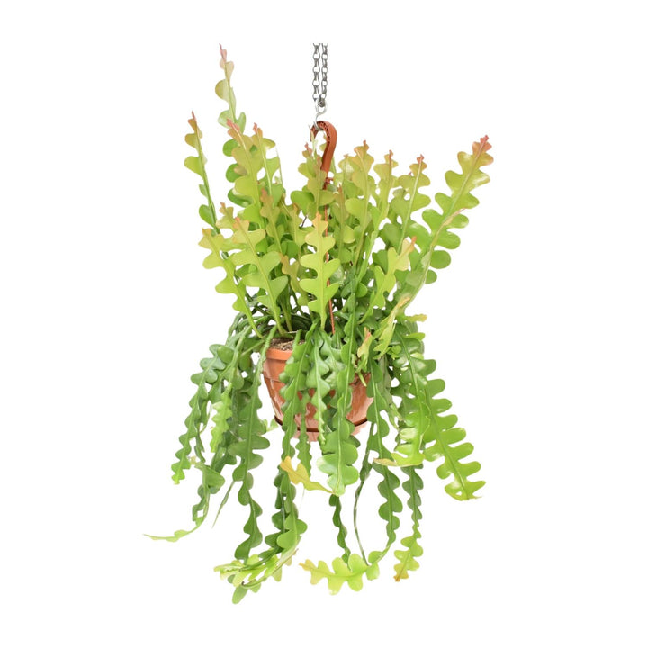 60cm trailing Fishbone Cactus Epiphyllum Anguliger in a green pot by Everspring