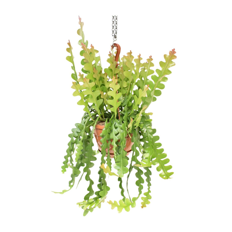 60cm trailing Fishbone Cactus Epiphyllum Anguliger in a green pot by Everspring