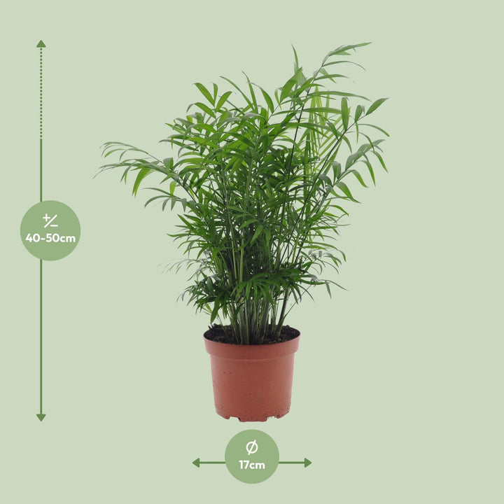 Chamaedorea Elegans Parlor Palm - Low Light Indoor Plant 17cm