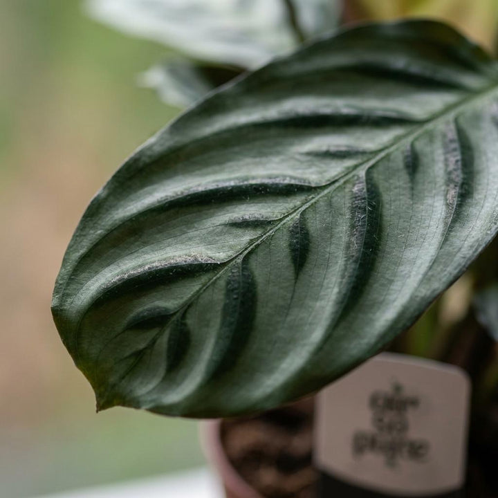 Ctenanthe Burle Marxii - Fishbone Prayer Plant - 4 Plants - Pot 12cm - Hoogte - 30cm