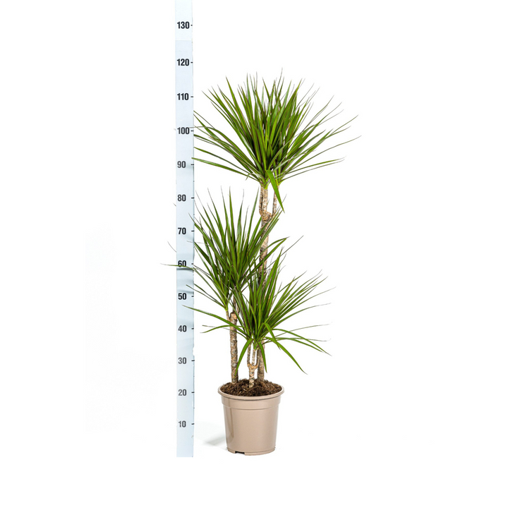 Dracaena Marginata Green 110-130cm — Madagascar Dragon Tree in 21cm pot, with basket
