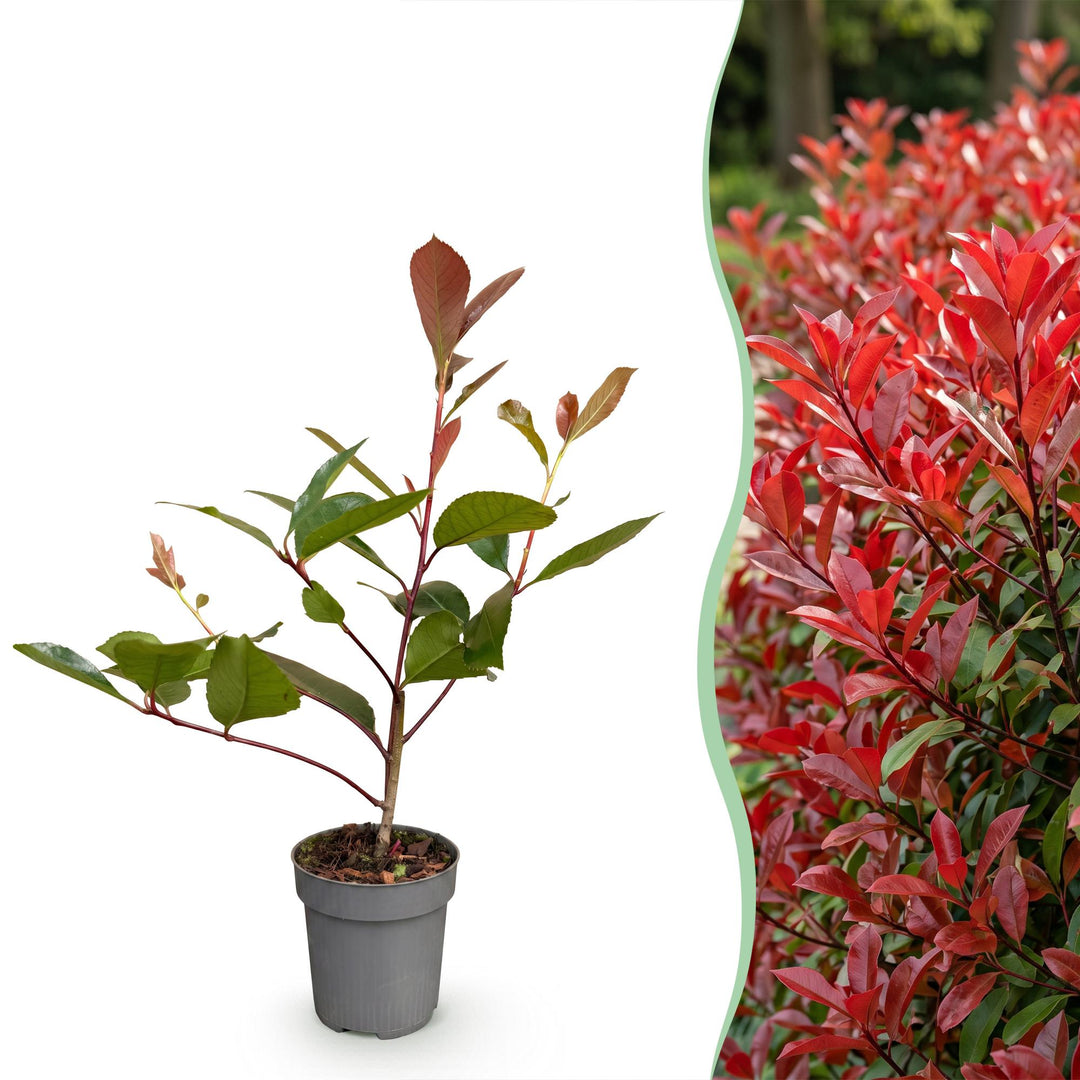 40 Photinia x fraseri 'Red Robin' hedging plants in 9cm pots, 25-35cm tall - view 3