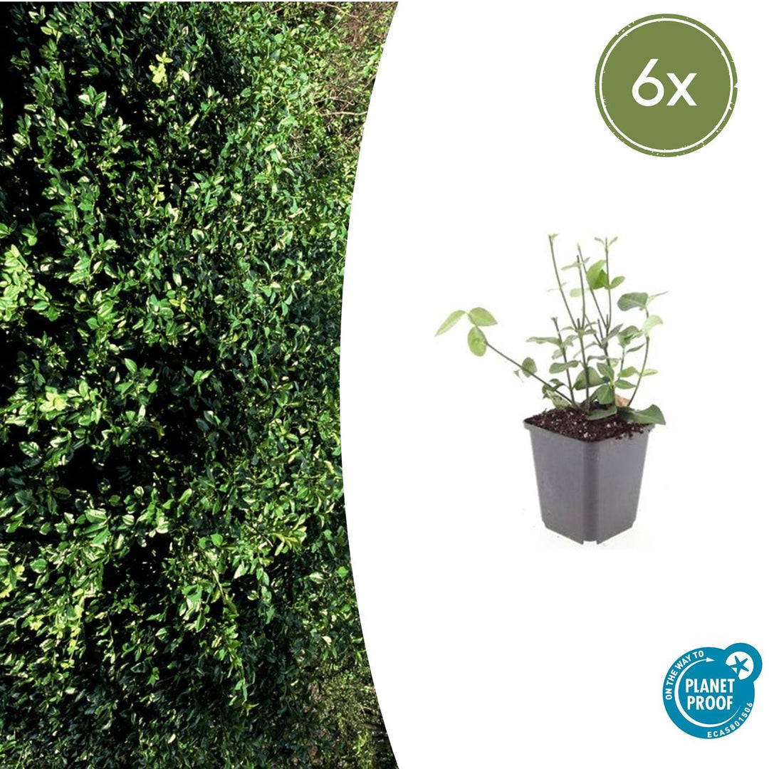 Young Euonymus fortunei 'Coloratus' in grey plastic pot with small oval leaves and upright stems, shown at 10-25cm…
