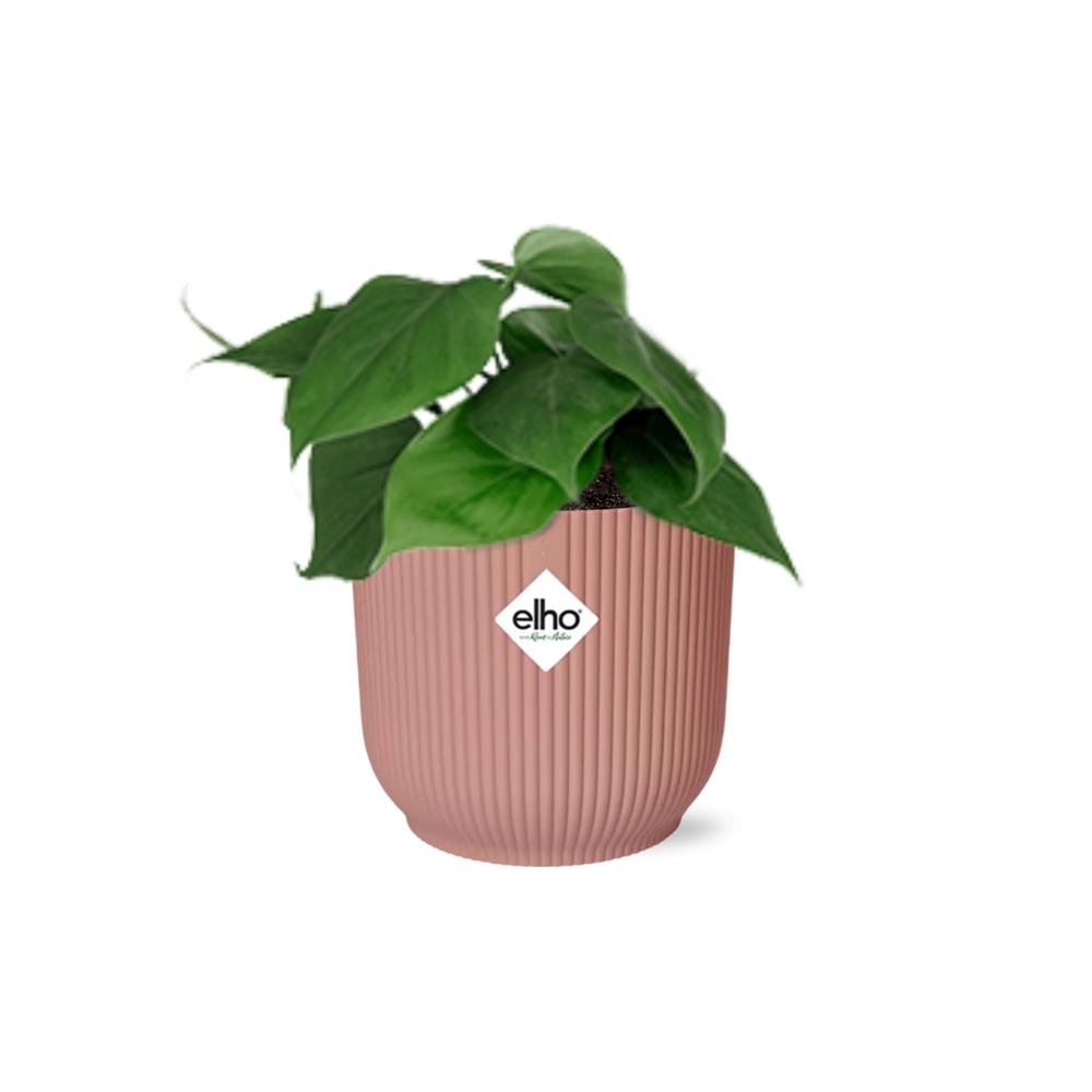 Philodendron Scandens plant with heart-shaped green leaves, ideal for air purification and easy care by Everspring