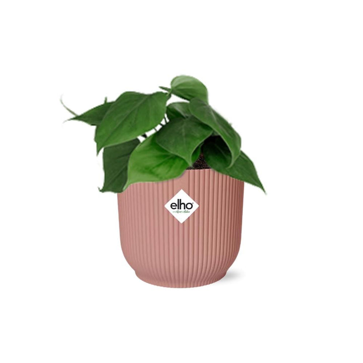 Philodendron Scandens plant with heart-shaped green leaves, ideal for air purification and easy care by Everspring