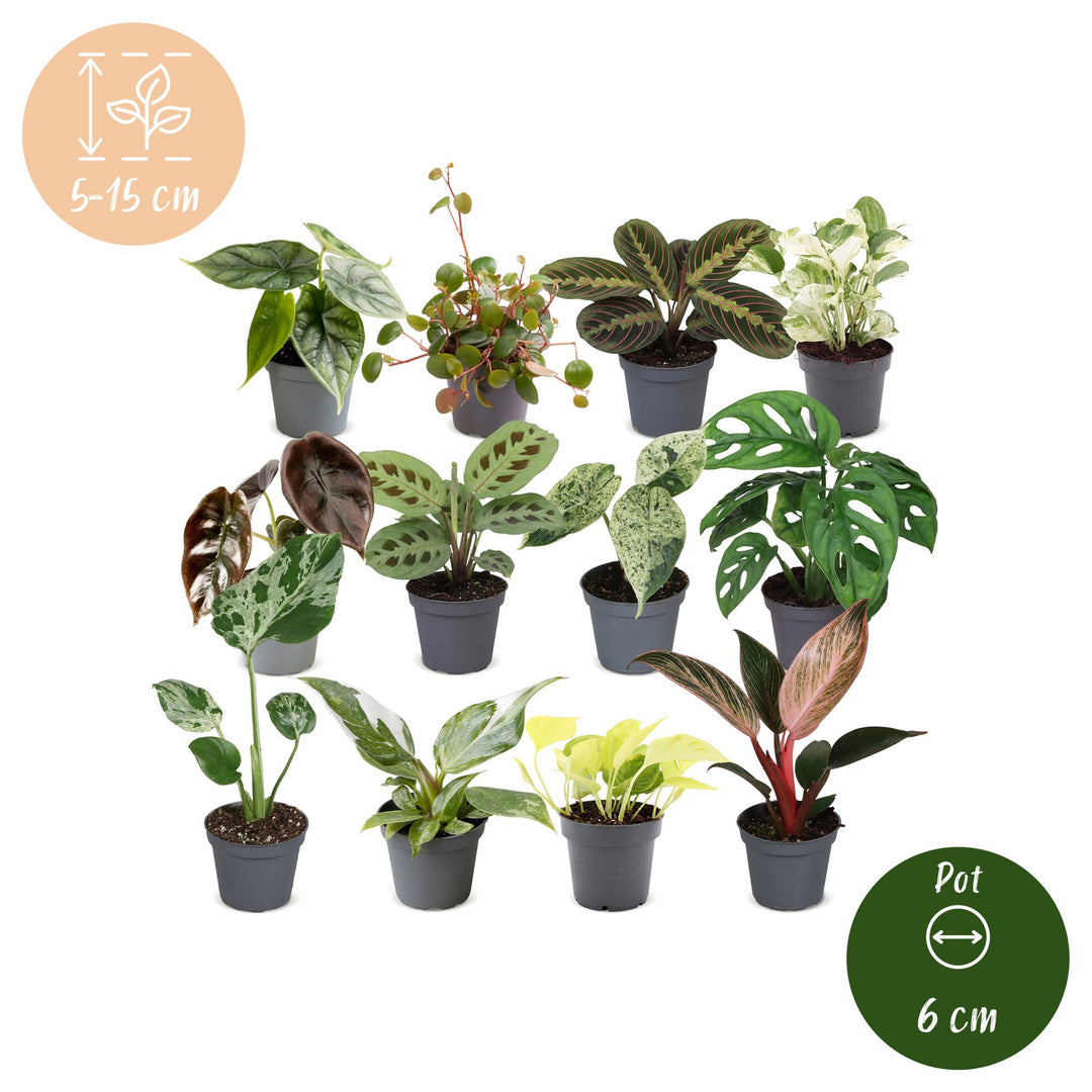 Baby Plants Surprise Box, 12 tropical plants in 6cm pots, image 5