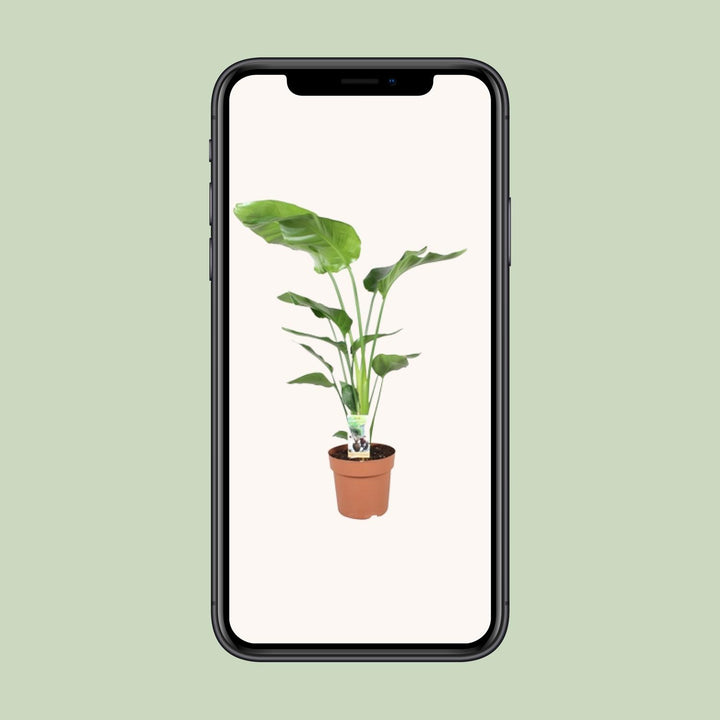 Strelitzia (Bird of Paradise Flower): Your Exotic Indoor Masterpiece!