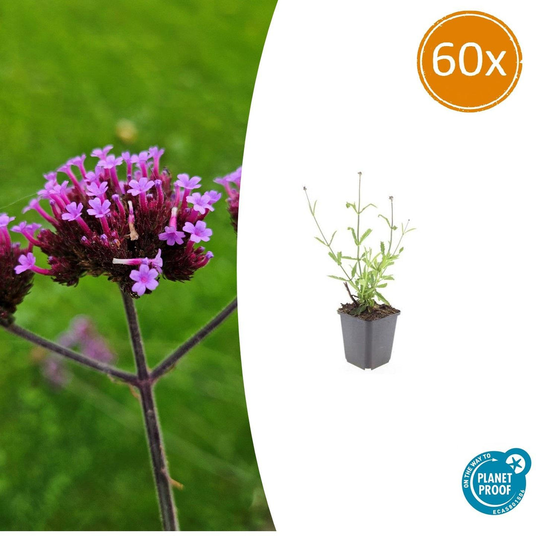Verbena bonariensis 'Lollipop': Compact Purple Blooms for Endless Charm – Buy Now!