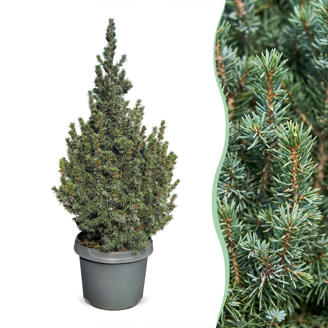 Pack of 2 potted blue dwarf spruce Christmas trees, 60cm in 23cm pots