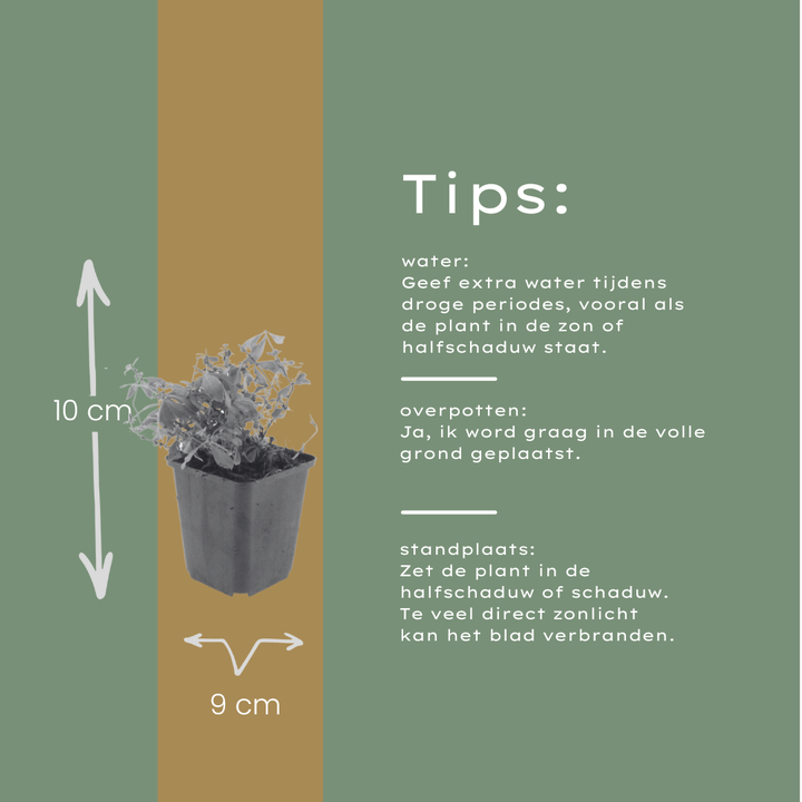 6x Galium odoratum - ↕10-25cm - Ø9cm