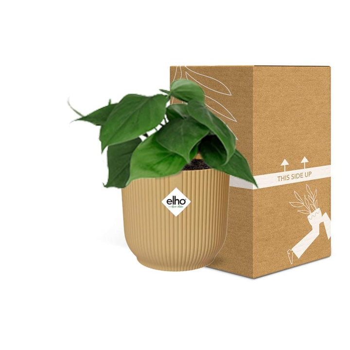 Philodendron Scandens houseplant with heart-shaped green leaves, ideal for air purification and easy care by Everspring