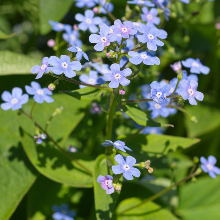 6x Brunnera macrophylla - ↕10-25cm - Ø9cm