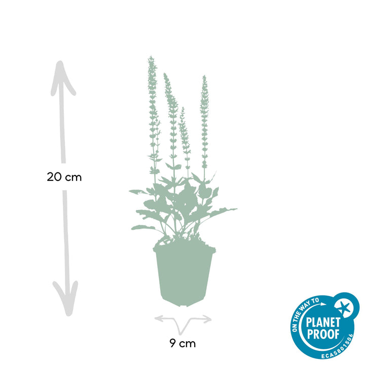 24x Salvia nem. 'Ostfriesland' - ↕10-25cm - Ø9cm