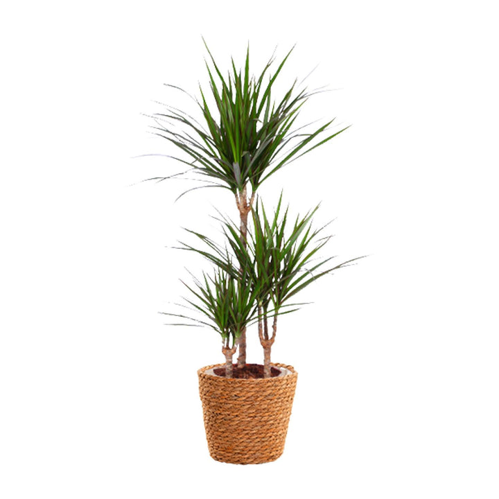 Dracaena Marginata - Ø21cm - ↕95cm + seagrass basket